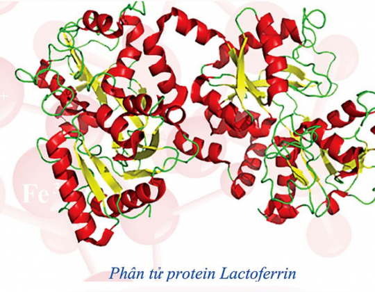 Lactoferrin – Chiến binh tăng cường sức đề kháng và hệ miễn dịch vượt trội