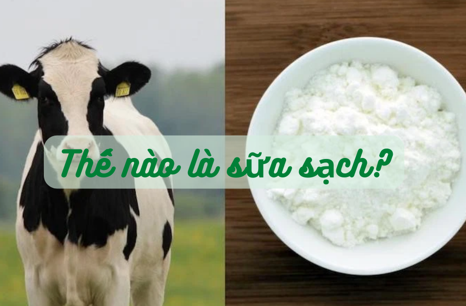 Thế nào là sữa sạch?